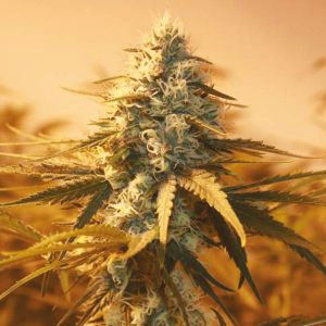 AK 47 Fast Fem