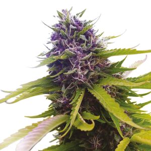 Buy autoflower pot in Amsterdam - safe