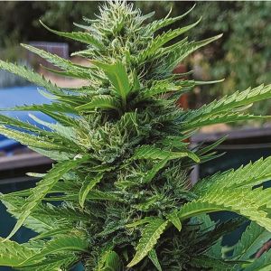 Alien Original Glue Reg