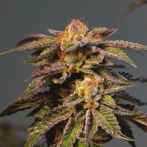 la confidential fem    