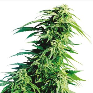 Auto Kush XL Fem
