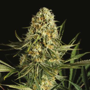 critical x cheese candy fem              