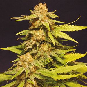 grape ape fem                      