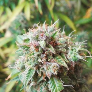 CBD Strawberry Kush Fem