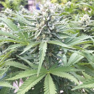 CBD Tangie Fem