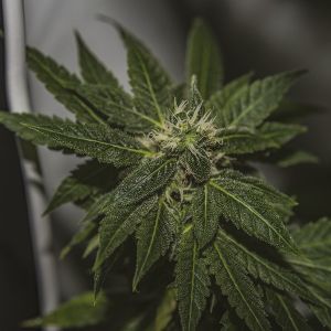 durban poison fem     