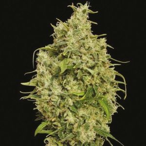 auto blackberry fem     