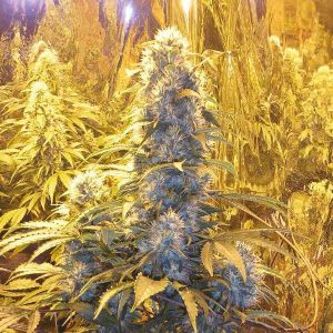sour diesel reg     