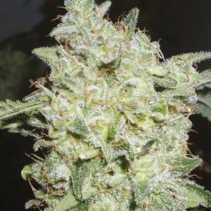 Auto Northern Lights x Cream Fem