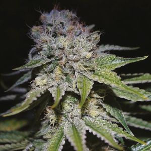 CBD Cream & Cheese Fem