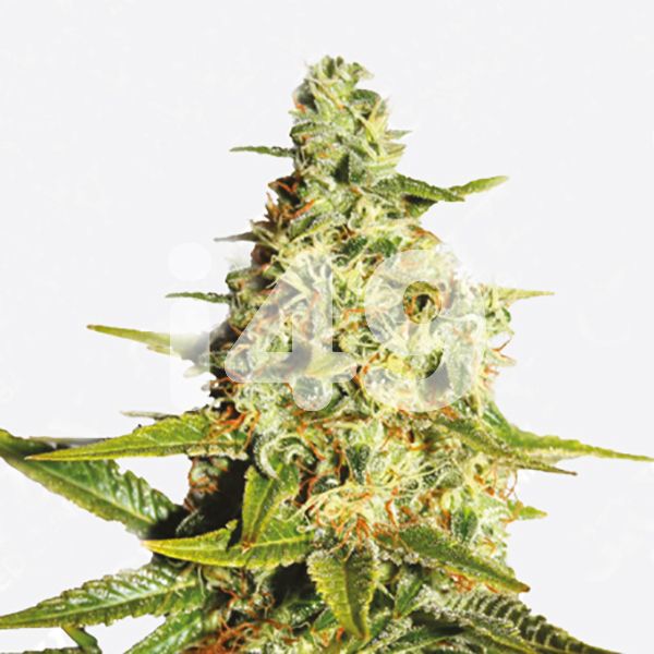 Buy auto Tangerine strain seeds in the usa 