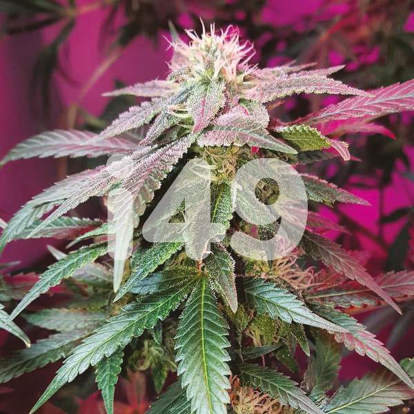 fruit bubble gum strain fruit bubble gum strain