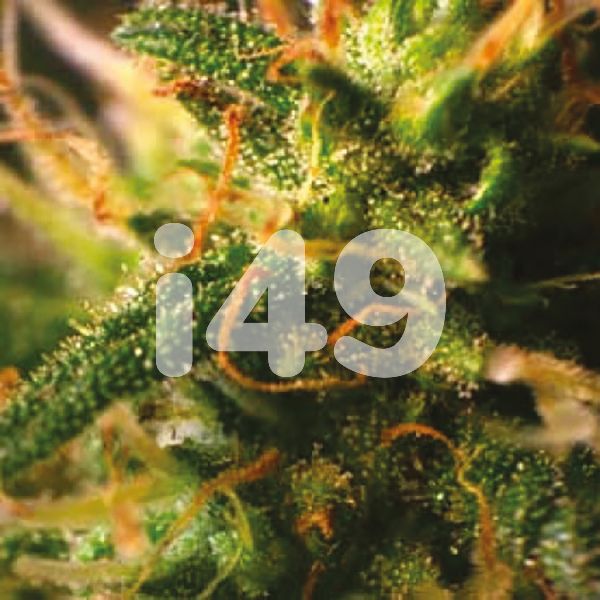 Buy Northern Lights x C99 Strain Seeds in the USA 