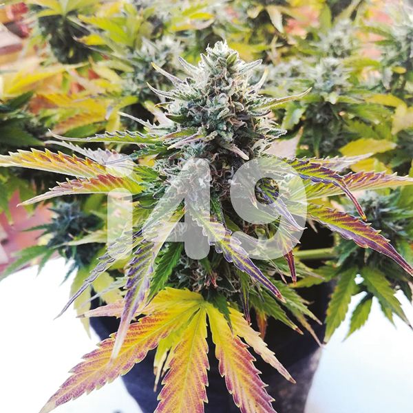 Afghan feminized seeds 