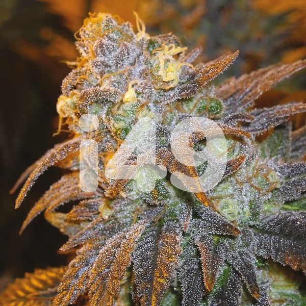 Buy Shishkaberry Kush Seeds for Sale in USA 