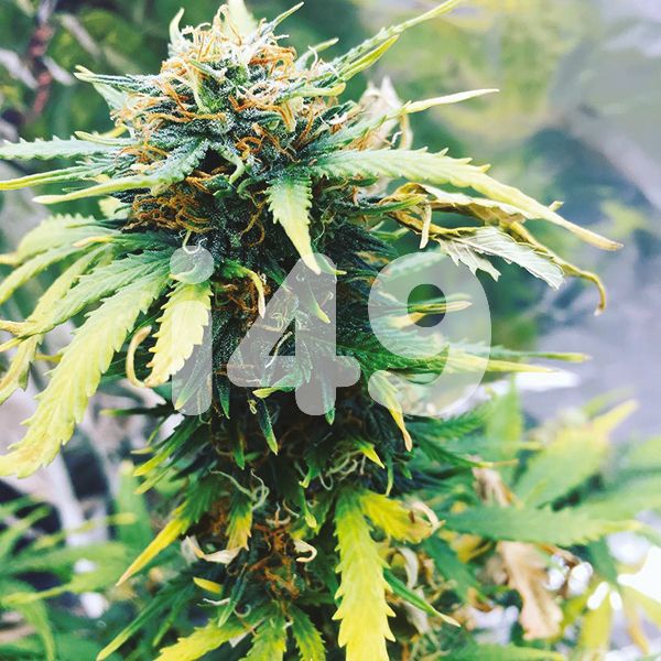 Buy Auto OG Kush Strain Seeds inthe USA 