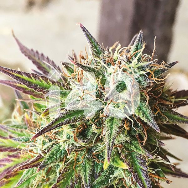 Buy Girl Scout Cookies x Jack Herer Strain Seeds in the USA 