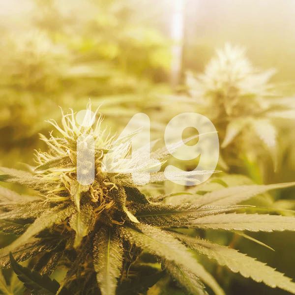 Buy White Amnesia Strain Seeds in the USA 