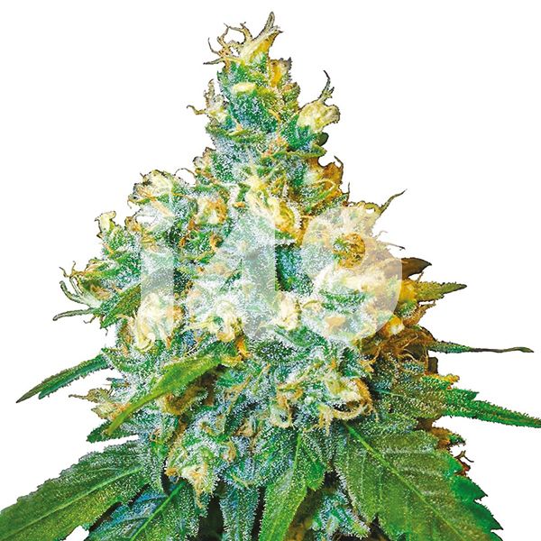 jack herer Strain Seeds USA 