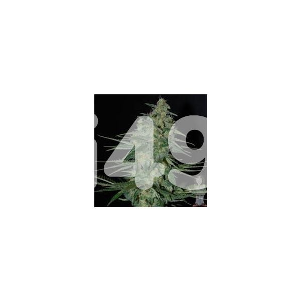 Buy Critical x Northern Lights Autoflower Marijuana Seeds
