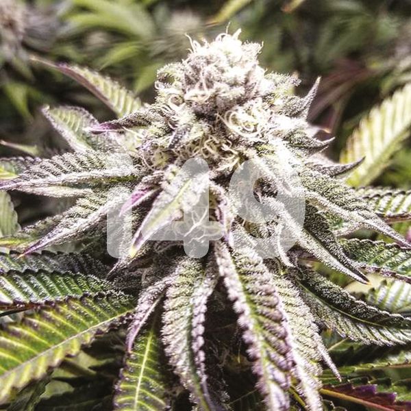 Purple Punch Seeds For Sale 