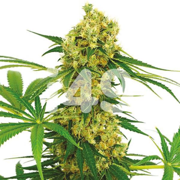 Buy Chocolope Seeds Online USA 