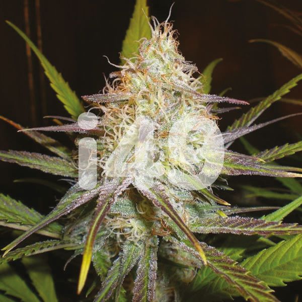 Chocolope Seeds Regular 