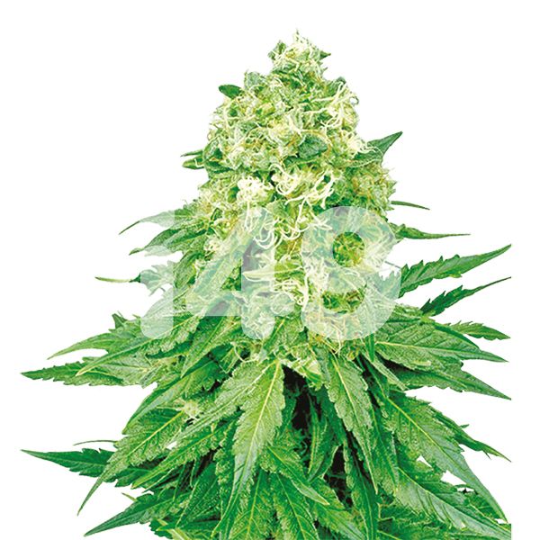 Buy Bruce Banner x White Russian Seeds Online 