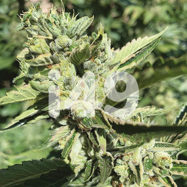 True OG Weed 