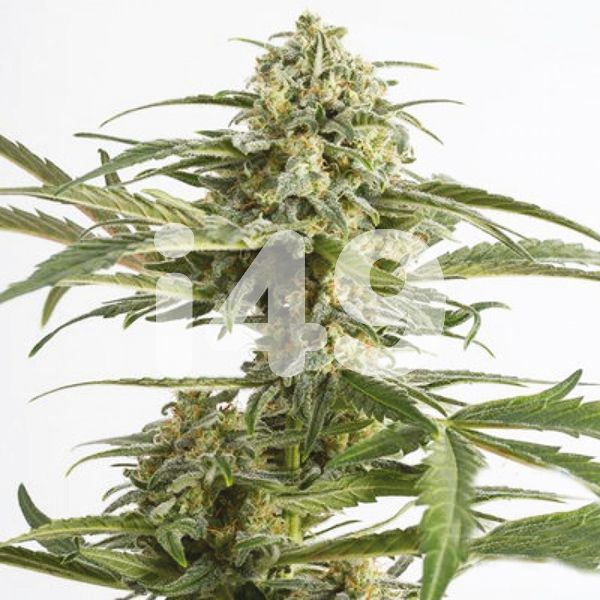 buy Critical x Cheese Candy online usa 