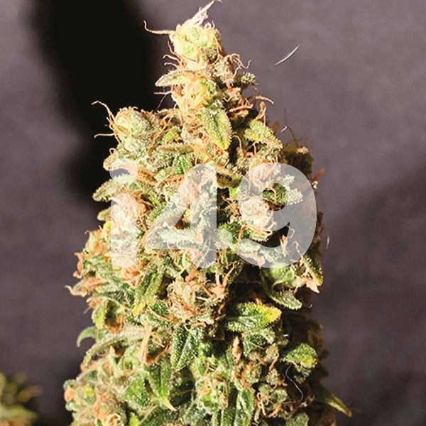 Buy Badazz Cheese Seeds For Sale 