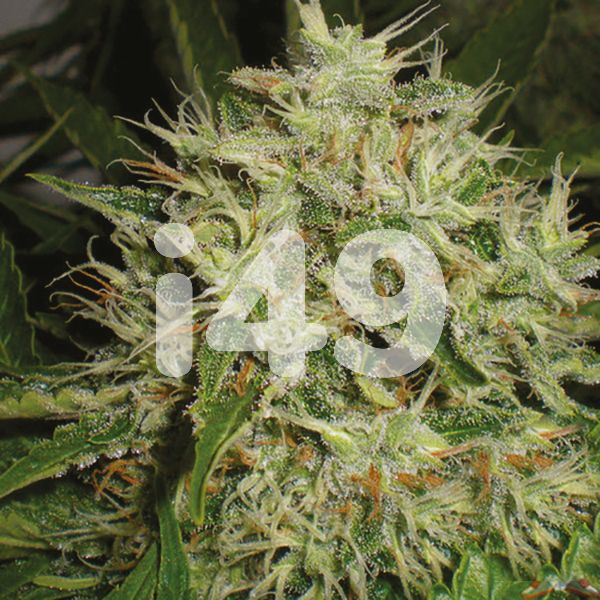 Buy Green Crack x AK seeds Online USA 