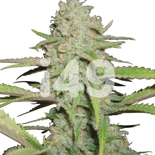 Buy Auto Kush XL Cannabis Seeds For Sale 