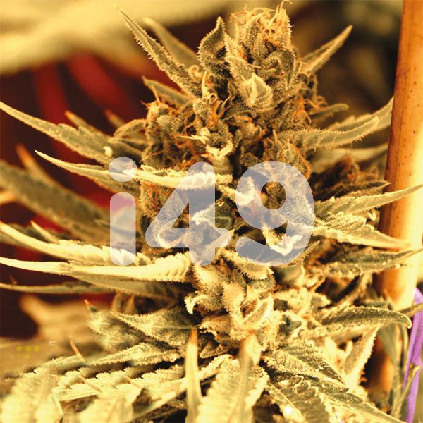 Buy Carmen 2.0 Seeds for Sale in USA 