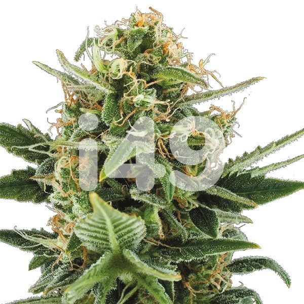 Buy Jack Herer Seeeds Online USA 