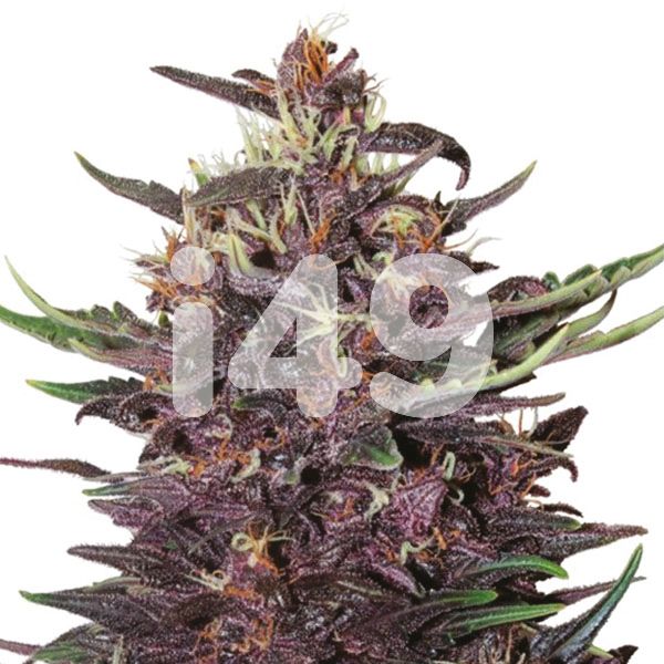 Purple Kush Autoflower 