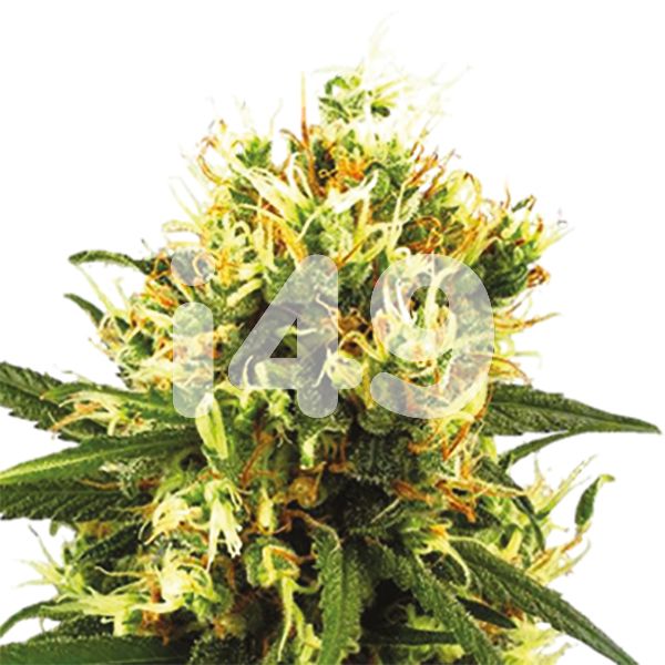 Buy auto Tangerine strain seeds in the usa 