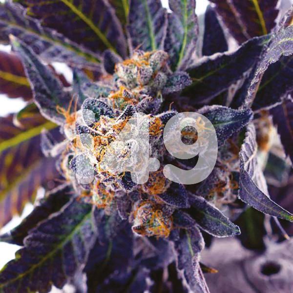buy Do Si Dos strain seeds in the usa 
