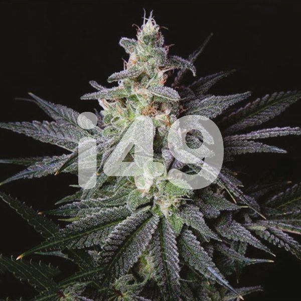 Buy Blueberry Strain Seeds in the USA 