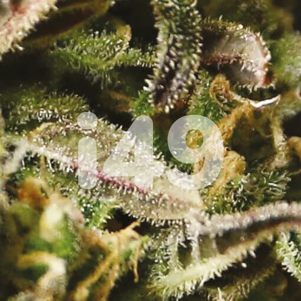 Buy M8 Strain Seeds in the USA 