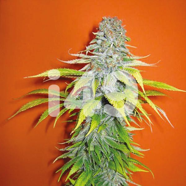 Auto Cream Candy Seeds For Sale 
