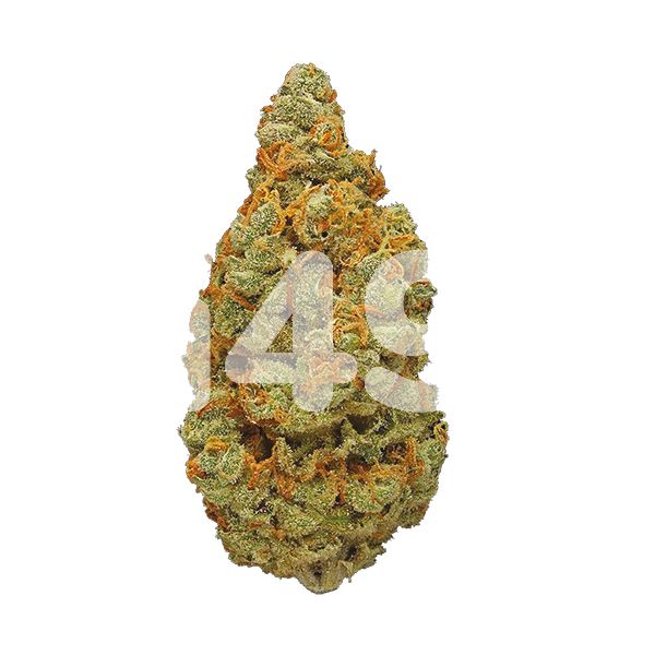 Buy CBD Mexican Gold Strain Seeds in the USA 
