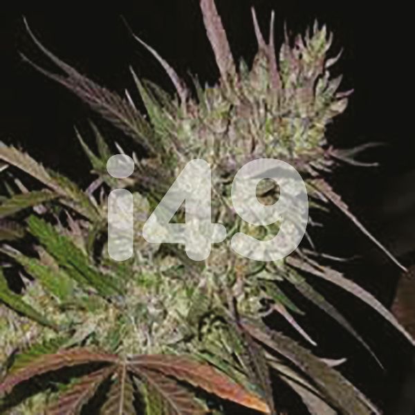 Buy Pure Indica Seeds for sale in USA 