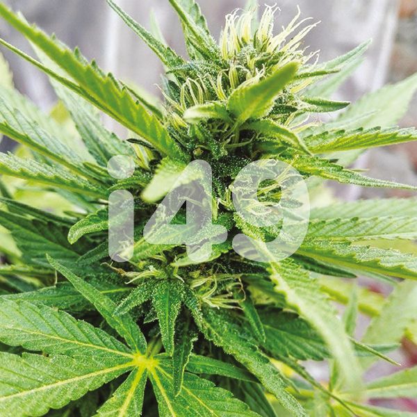 LSD Weed Seeds 