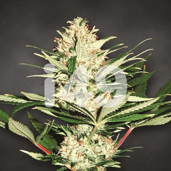 Buy Amnesia Seeds For Sale 