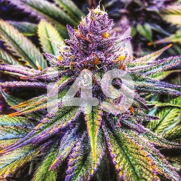 purple haze Cannabis Seeds 