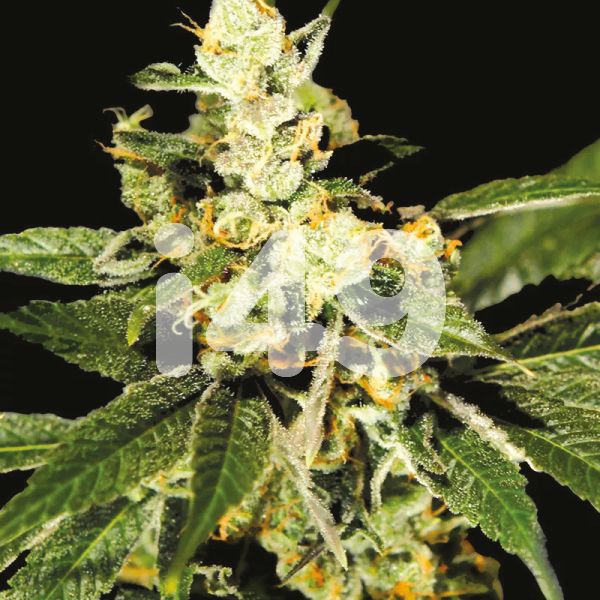 Train Wreck Weed Seeds 
