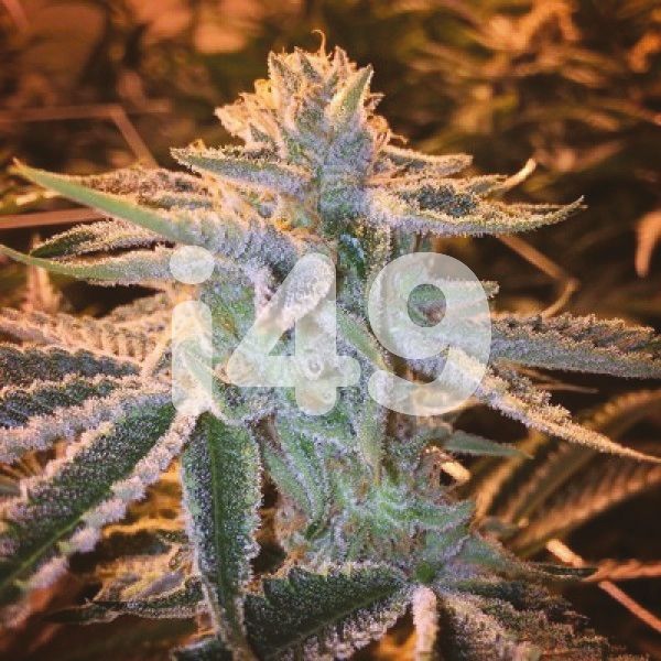Buy Girl Scout Cookies x Jack Herer Strain Seeds in the USA 