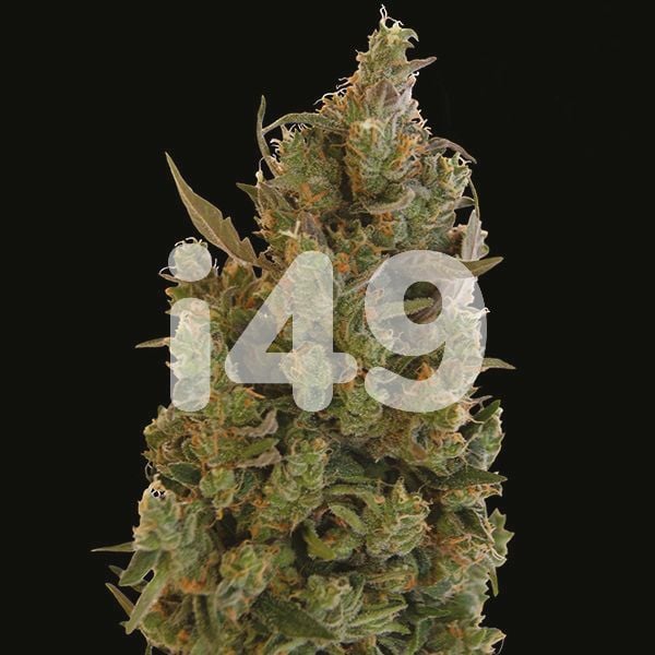 Buy Exodus Cheese Blue Head Band Seeds Online USA 