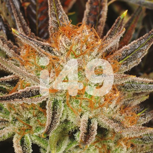 buy grandaddy x bruce banner strain seeds in the usa 